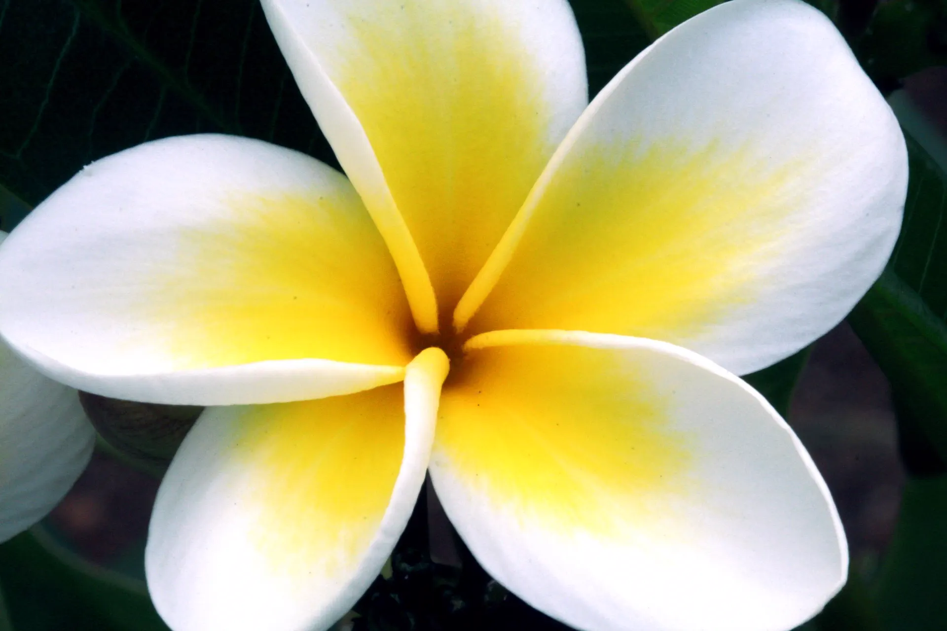 White and yellow frangipani (plumeria) flower in close-up against dark leaves
