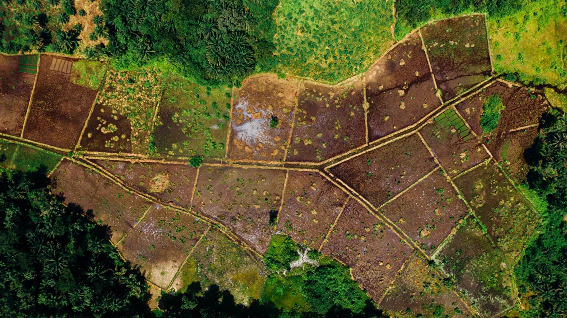 Aerial view of demarcated farm-land plots divided by earthen paths and ringed by palms