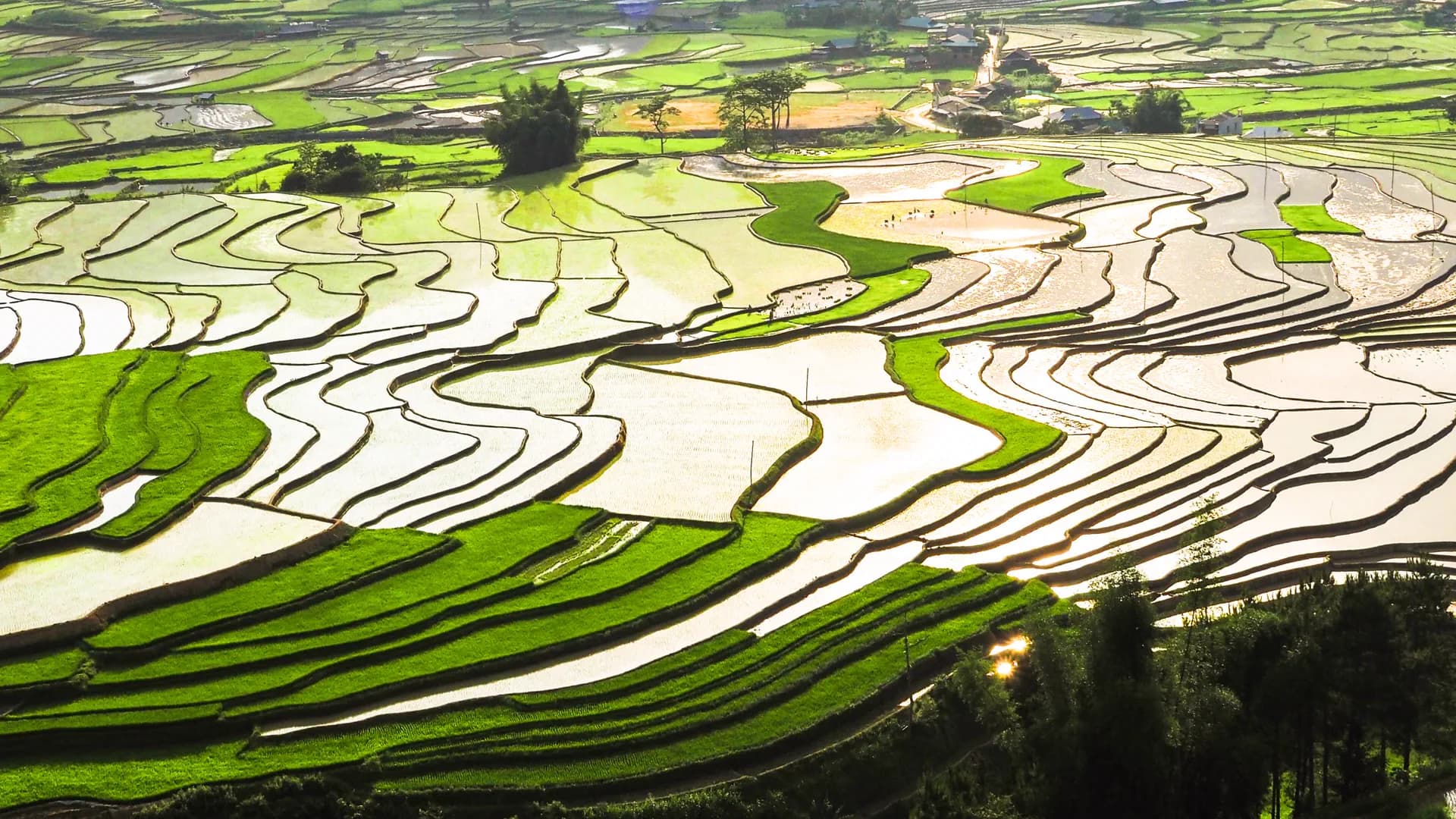 Aerial view of terraced green paddy fields catching low golden light